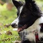 Image result for Smart Dog Breeds