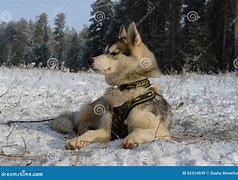 Image result for Proud Husky in the Snow