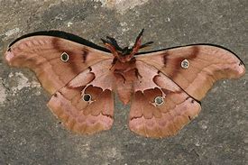 Image result for Female Polyphemus Moth