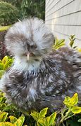 Image result for Chocolate Mottled Silkie Chicks