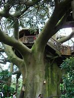 Image result for Swiss Family Robinson Treehouse Disney