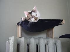 Image result for Cat Wall Hammock