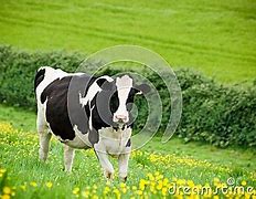 Image result for Friesian Cow On the Beach