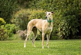 Image result for Galgo Dog Breed