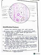 Image result for Histology Diagram