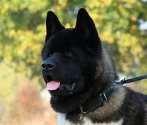 Image result for Black Akita Puppies