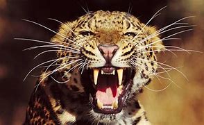 Image result for Leopard Roar