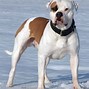 Image result for Big Bulldog