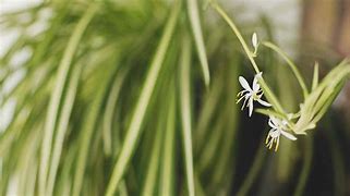 Image result for Do Spider Plants Flower