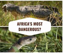 Image result for Dangerous African Animals