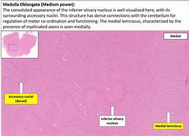 Image result for Germs Cell Cortex Medulla