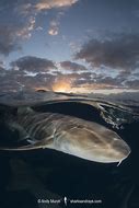 Image result for Nurse Shark Pet