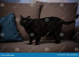 Image result for Black Cat Small On Couch