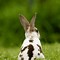 Image result for Newborn Mini Rex