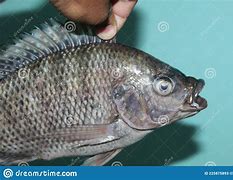 Image result for Tilapia Fish Ball