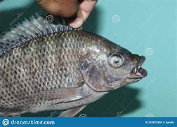 Image result for King Fish Tilapia