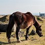 Image result for Trewint Bodmin Moor