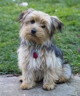 Image result for Cute Adoptable Dogs