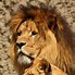 Image result for Mother Lioness