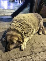 Image result for Sad Fat Dogh