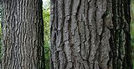 Image result for Swamp White Oak Tree Bark