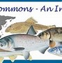 Image result for Order Cypriniformes