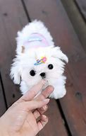 Image result for Female Maltese Puppies