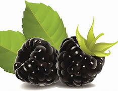 Image result for Free Clip Art Blackberries