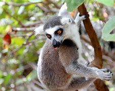 Image result for Exotic Animals Mammals