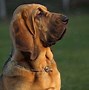 Image result for Bloodhound Australian Shepherd Mix