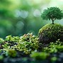 Image result for Green Tree C