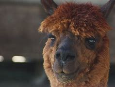 Image result for Huacaya Alpaca