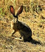 Image result for Black-eared Hare