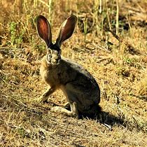 Image result for Hare Ears