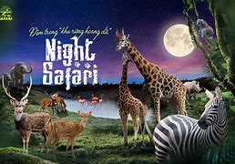 Image result for Night Safari Amboseli