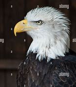 Image result for Eagle Portrait