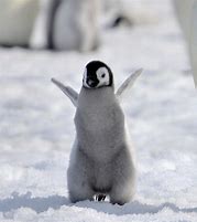 Image result for Cute Nerd Penguin