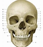 Image result for Anterior Skull Bone Anatomy