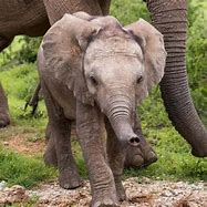 Image result for Baby Elephant Facts