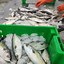 Image result for Indian Mackerel