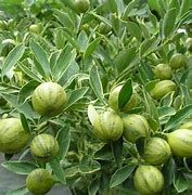 Image result for Kumquat Citrus Fruit Tree