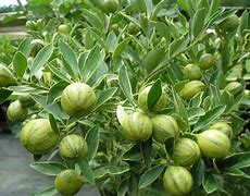 Image result for Kumquat Fruit Tree Fertilizer