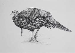 Image result for Turkey Sketch