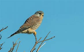 Image result for Baby Kestrel Rescue