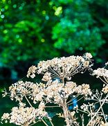 Image result for Hemlock Seed Heads