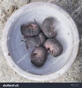 Image result for Newborn Baby Vole