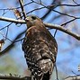 Image result for Ring-tailed Hawk