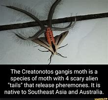 Image result for Creatonotos Gangis Moth