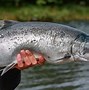 Image result for Salmon Fish Pic