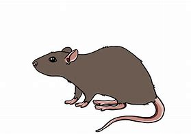 Image result for Pet Rat Drawing